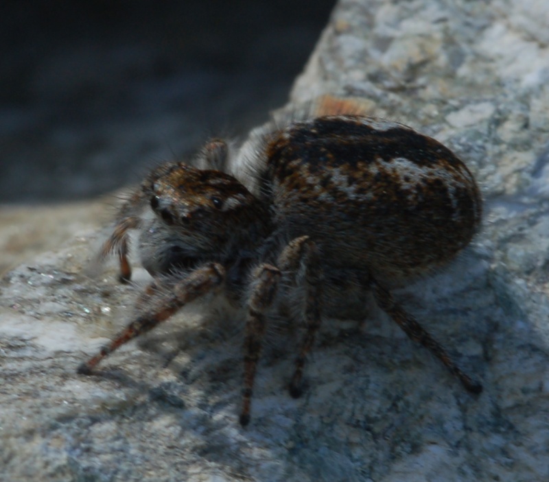 Philaeus chrysops